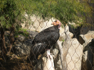 A condor up close