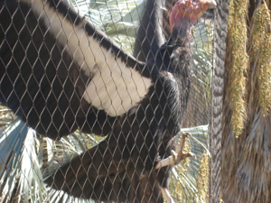 Condor climbing