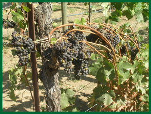 Cabernet Franc