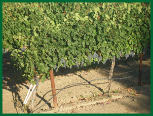 Red grapes