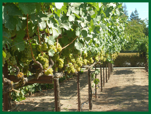 Riesling vines