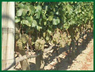 Vineyard with white grapes