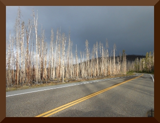 The whitened tree trunks remain standing