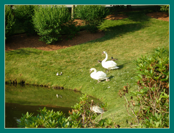 22 June parents and cygnets