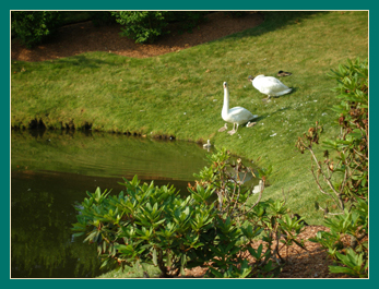 22 June parents and cygnets