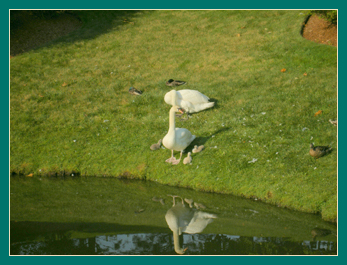 22 June parents and cygnets