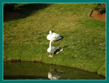 22 June parents and cygnets