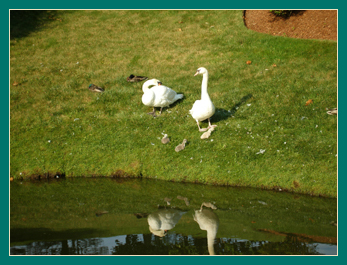 22 June parents and cygnets