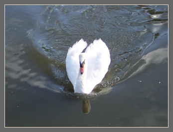 27 June cygnets are older and bolder