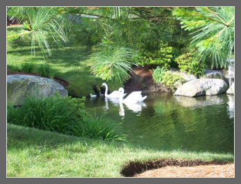 27 June cygnets are older and bolder