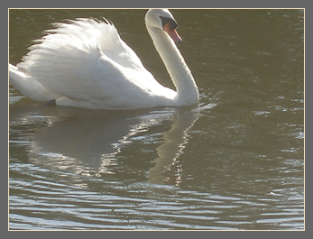 27 June cygnets are older and bolder