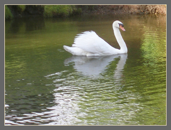 27 June cygnets are older and bolder