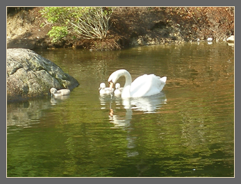 27 June cygnets are older and bolder