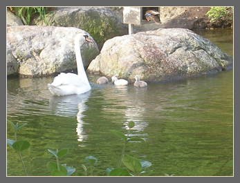 27 June cygnets are older and bolder