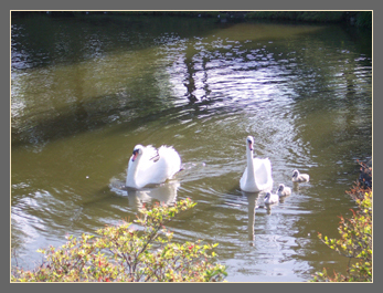 27 June cygnets are older and bolder