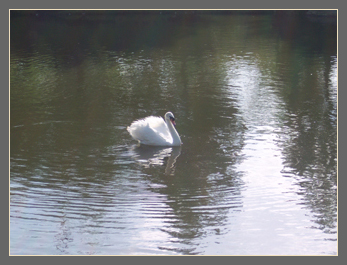 27 June cygnets are older and bolder