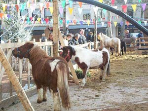 The ponies are behind a small wooden fence, their area sprinkled with hay.  Outside is a christmas tree and banners flying