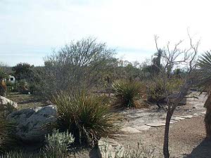 A cactus garden near the Jersey Lilly