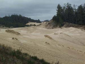 The light reflects off the pattern of wind-blown sand dunes, surrounded by scrub pines growing on the hilly duneland