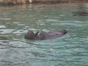 The sea otter lies on its back in the water, its paws on its belly, perhaps hoping to crack two clamshells against one another