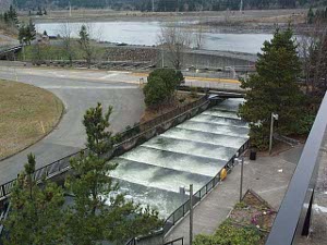 A set of gently inclined terraces well filled with water splashing down next to the dam creates a ladder for spawning Columbia River salmon