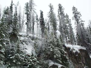 A high bank stands next to the road, covered with tall skinny evergreens and several inches of snow