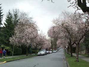 A downtown Vancouver street (looking for all the world as if it were in some remote suburb) is lined with pink flowering cherry trees