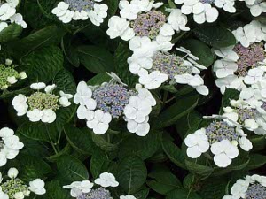 Lovely white flowers on a plant with dark green leaves