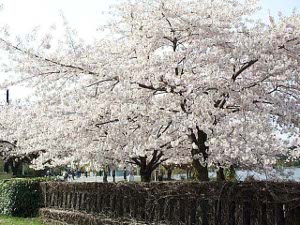 This tree was in full bloom, its white flowers gleaming in the sun
