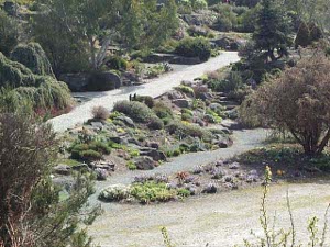 A neat array of small alpine plants close to the path