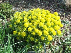 Beautiful yellow flowers