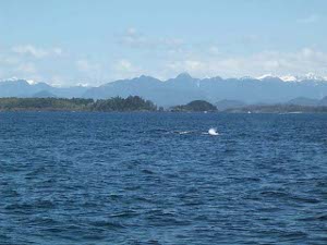 The fluke of the gray whale breaks the water with a white splash while the body is visible as a dark line in front