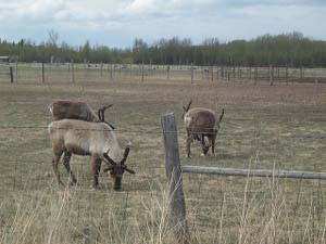 Three reindeer, their horns covered in soft skin, grazing in a fenced pasture