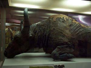 The photo depicts the reconstructed head of the bison
