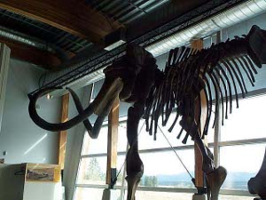 The wooly mammoth skeleton is shown high near the top of the museum building roof