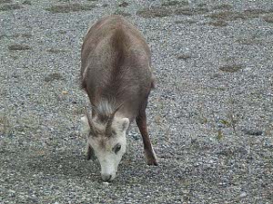 A single stone sheep grazing near the road