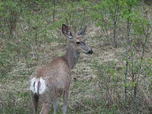 A very close photo of a white-tail fawn