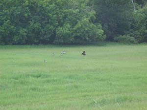 Several birds in the field, with one male displaying for the females