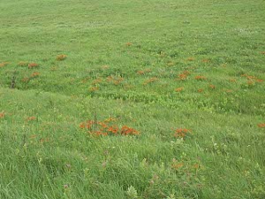 orange wildflowers dot the rough green prairie grasses near Manhattan