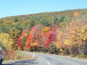 brilliant reds, oranges and yellows, interspersed with evergreens, create a colorful roadside view