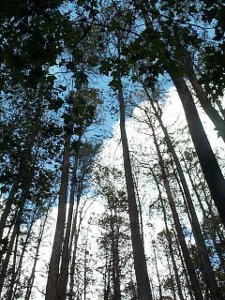 With foliage only at the very top, long pine trees reach for the sky
