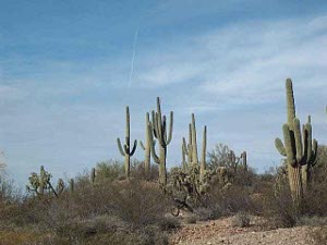 Silhouetted against a light blue sky, tall green saguaros with branches pointed upward make a lovely hillside scene.