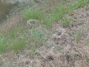 In the brown and green grass can be found mud towers built up by crawfish around their underground homes