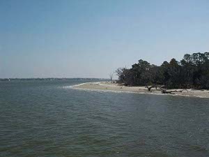 A narrow sandy beach strewn with driftwood and backed by forest