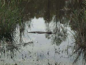 The surface of the water is glassy, colored by the reflection of grasses and trees and sky.  In the center, where the sky is reflected, extends the black ribbed back of an alligator; head and nose are out of water as the reptile breathes, waiting for some attractive food.
