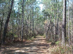 Dappled sunlight creates a lovely pattern on the pinkish-tan walking path, lined with fallen pine needles.