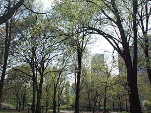 The trees are just beginning to leaf, so that the sky above and the skyscrapers behind are visible through a delicate tracery of green and black.