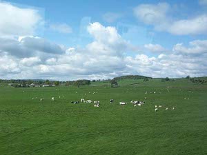 A verdant green pasture on a hillside, with forested hilltops in the distance, and a heard of some 50 black and white cattle.