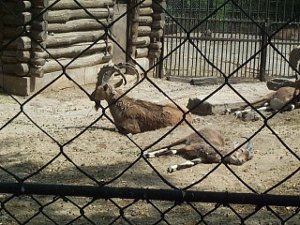 Two of the male ibexes are lying on their side in the dirt, while a third is sitting.  Their home is a log building surrounded by high iron fences