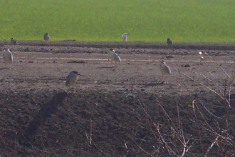 On a brown dirt embankment in front of a green field appear 8 separate Black-Crowned Night Herons